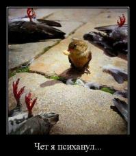 Бесстрашный мангуст выгоняет львов со своей территории 