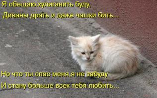Спасение котенка с переломанными лапами