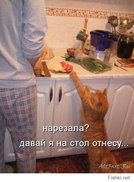 Коты помощники 