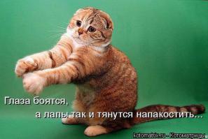 Наши умные питомцы