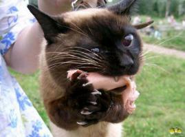 а как только хозяин отвернулся - ...