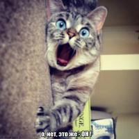 Найден спасатель Барсика