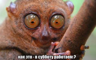 Животные, которые не сомневаются в своей крутости