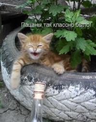 Все мужики... Коты