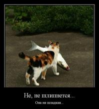 Коты-воришки