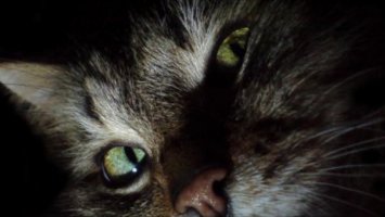 25 поводов завести кота