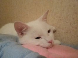 Наш котя.... было - стало: