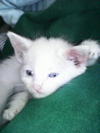 нашел.. выростили...