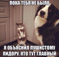 Кошачьи неудачи