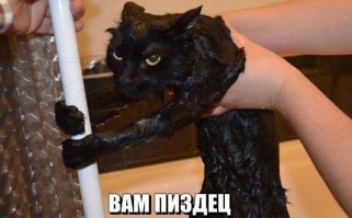 Неправильные коты 