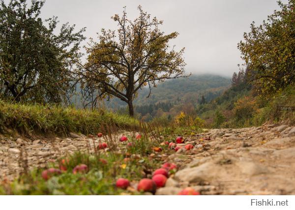 Осень в Карпатах
