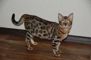 Бенгальские котята