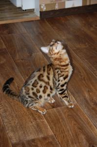 Бенгальские котята