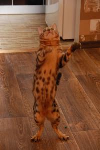 Бенгальские котята