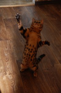 Прикольный котик