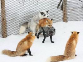 Писец... писец сука хитрый