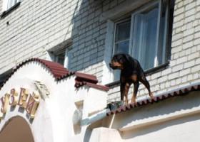 Если вы думаете, что эти штуки, только для котов… вы ошибаетесь!