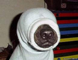 Живут же псы, а мой ******* *******ом