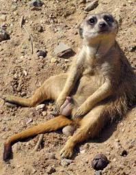 Животные, которые не сомневаются в своей крутости