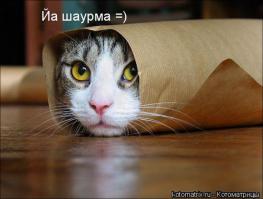 За вкуснейшей в мире шаурмой