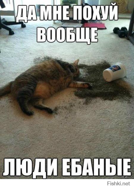 Да коты ничем не лучше)))