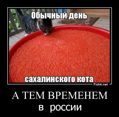 Котейка-добытчик принес деликатеc