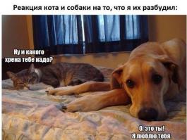 Коты, которые не хотят ни с кем дружить