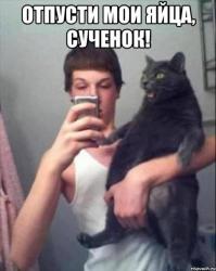 Коты, которые не хотят ни с кем дружить