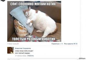 Коты, которые не хотят ни с кем дружить