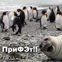 Почему пингвины не примерзают к льдине ?