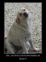 Собаки, которые любят своего хозяина больше всего на свете