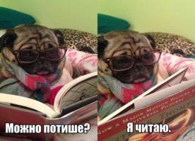 Наши умные питомцы