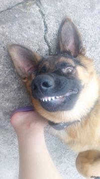   Собаки, которых уж точно можно считать лучшими друзьями человека