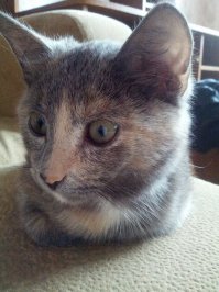 Обычная, подобрала жена в курилке, в досках пряталась.