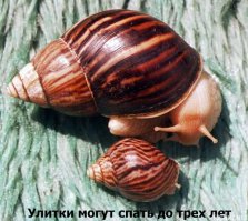 Пусть я в следующей жизни буду улиткой!