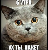 Без кота и жизнь не та!