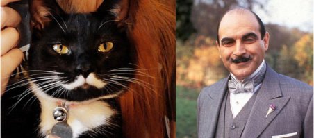 Мяосиф - кот обладающий поразительным сходством со Сталиным