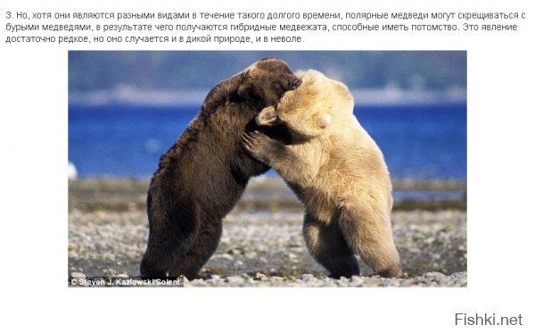  Интересные факты из жизни полярных медведей