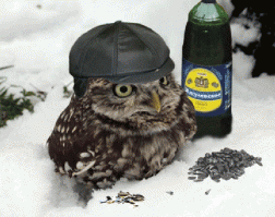 Разрешите забоянить