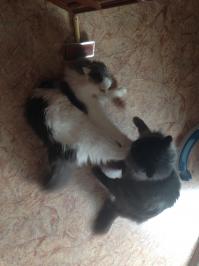 и во время! баталии регулярные (: