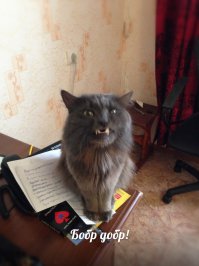 мой дьяволенок