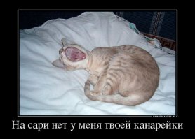 13 убедительных причин завести кошку