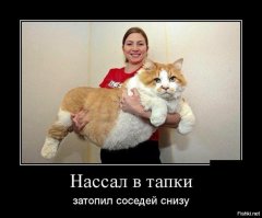 20 открыток с истинными мыслями замурчательных котов