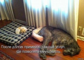 28 примеров потрясающей дружбы больших и маленьких собак