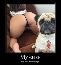 Фотобомбы и фотобомбочки с животными