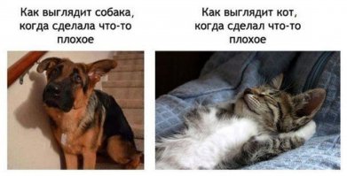 28 провинившихся питомцев