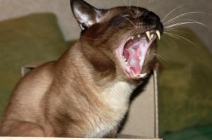 И еще один зубастый одессит Тайфун ))