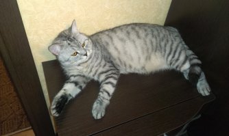 5 кг лентяства