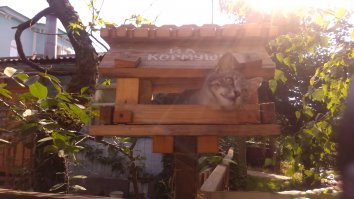 21 пример феноменальной кошачьей логики  