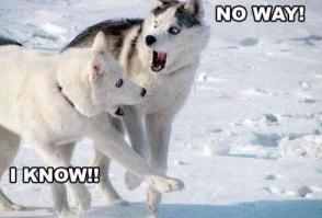 Звериная благодарность